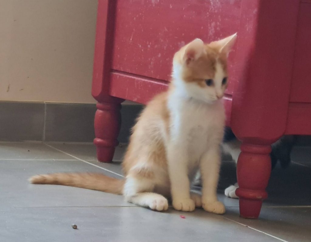 Ben - Chat Européen à adopter - photo 4