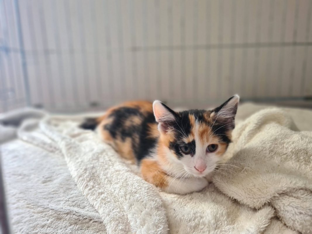 Bonnie - Chat Européen à adopter