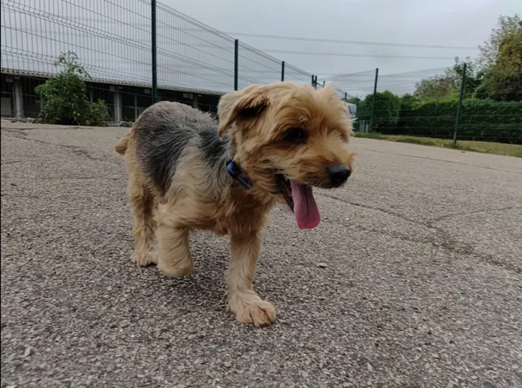 Ness - Chien Yorkshire Terrier à adopter