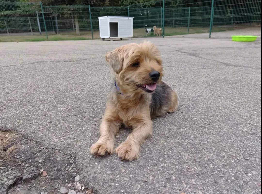 Ness - Chien Yorkshire Terrier à adopter - photo 2