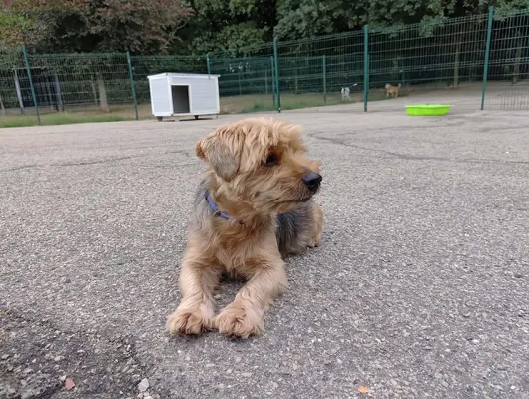 Ness - Chien Yorkshire Terrier à adopter - photo 3