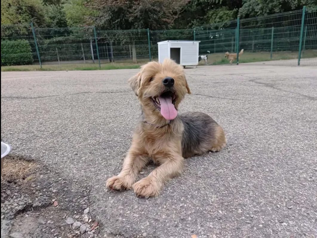 Ness - Chien Yorkshire Terrier à adopter - photo 4