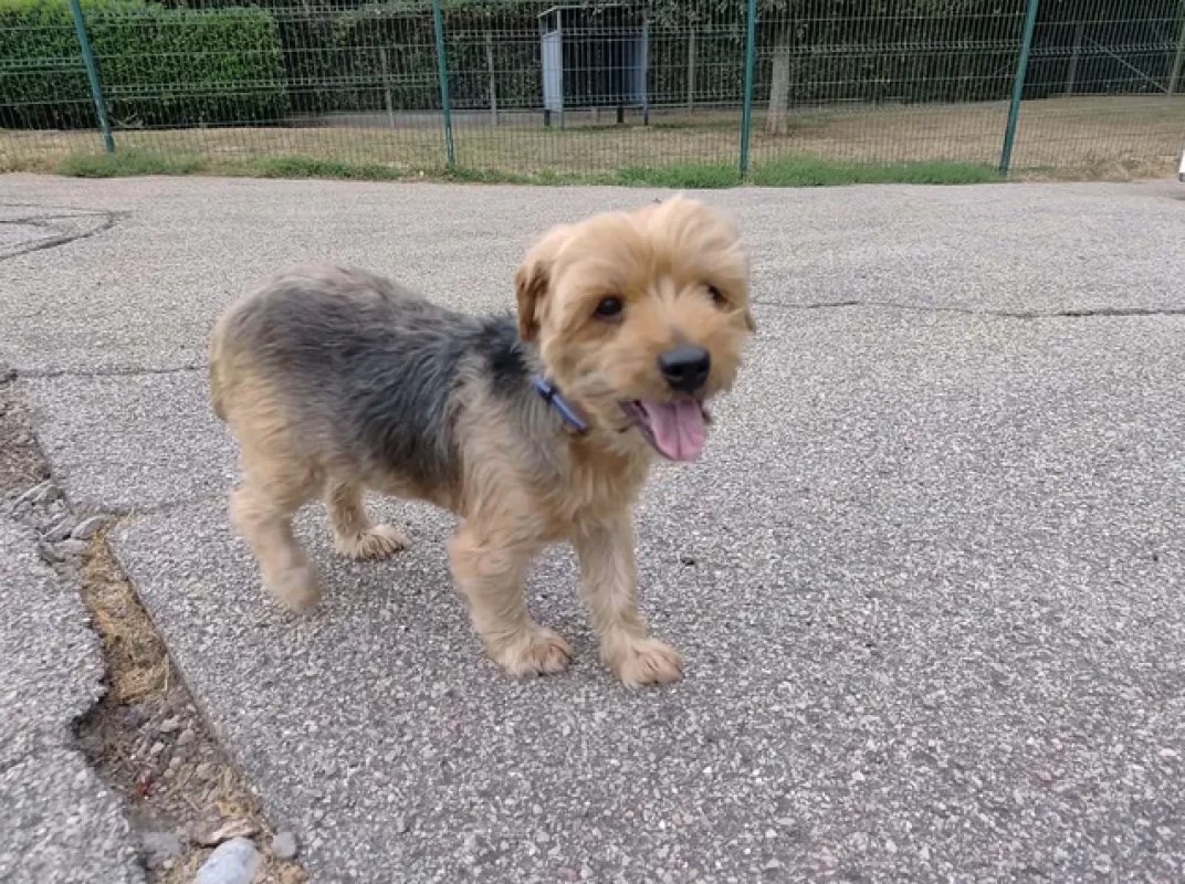 Ness - Chien Yorkshire Terrier à adopter - photo 5