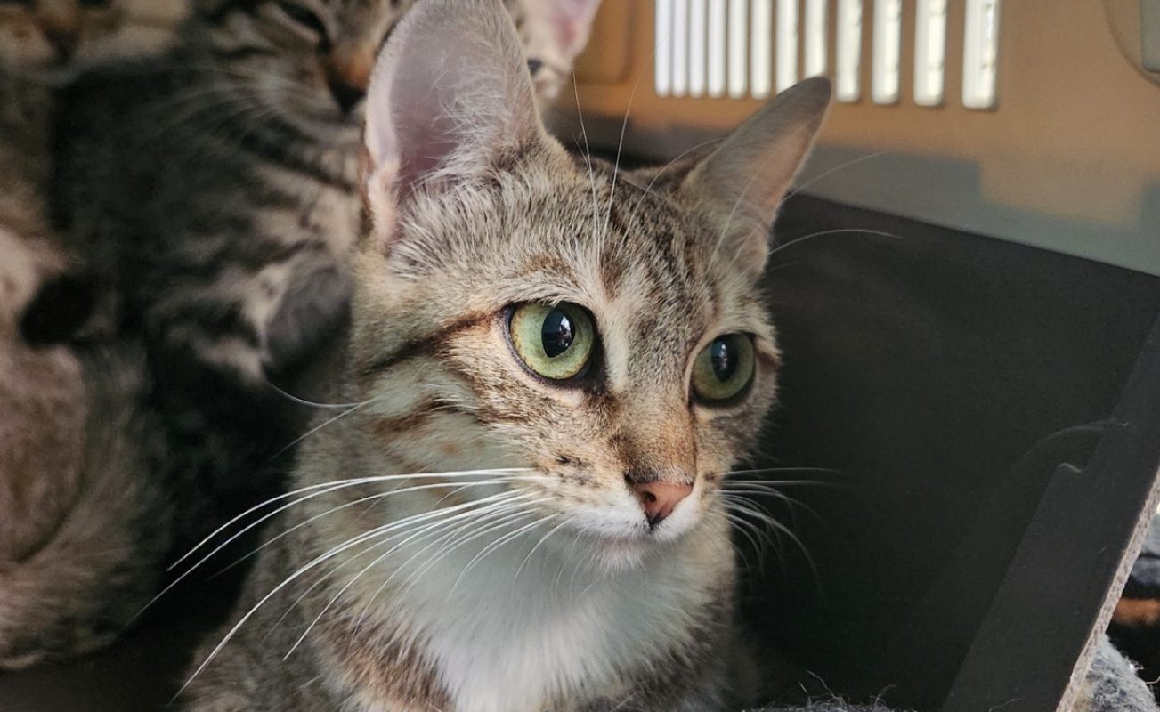 Kone - Chat Européen à adopter