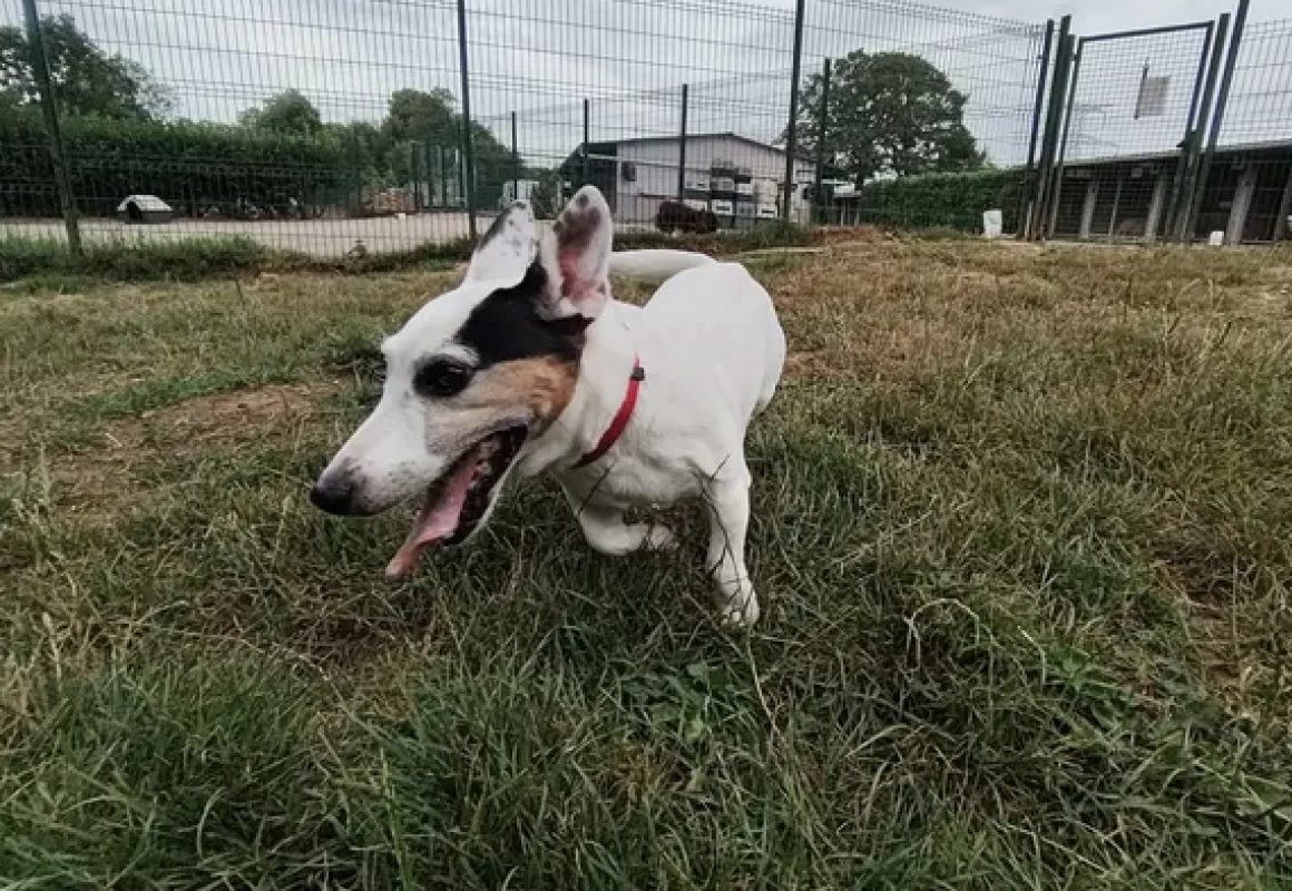 Volt - Chien à adopter