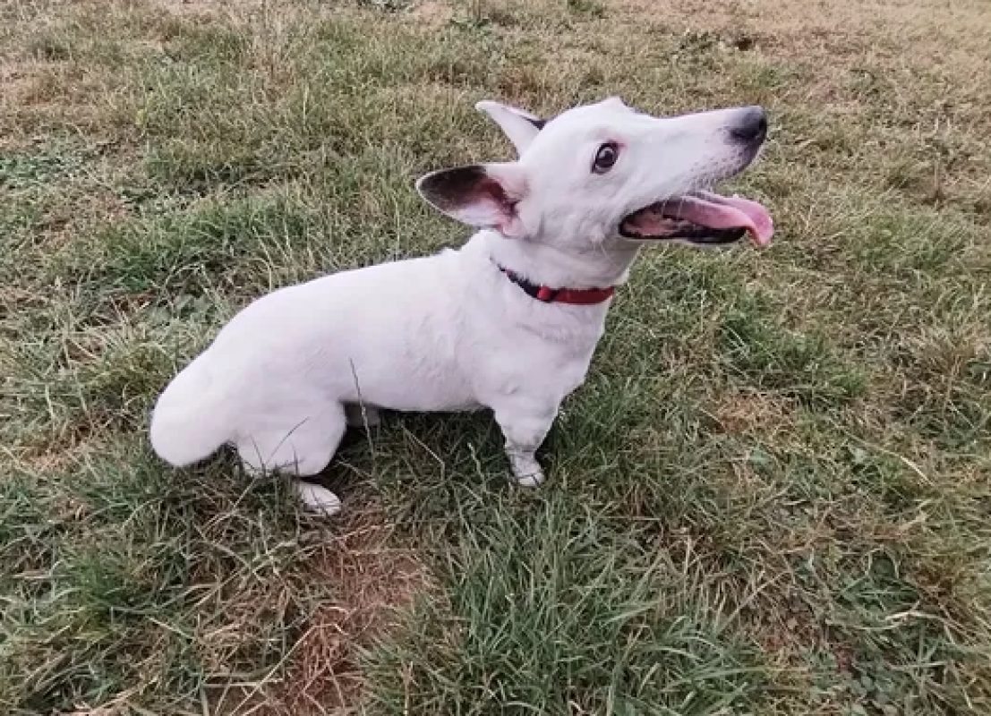 Volt - Chien à adopter - photo 2