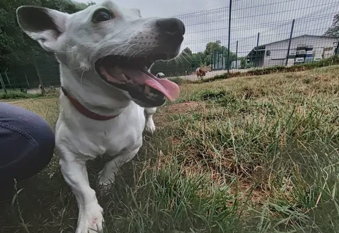 Volt - Chien à adopter - photo 3