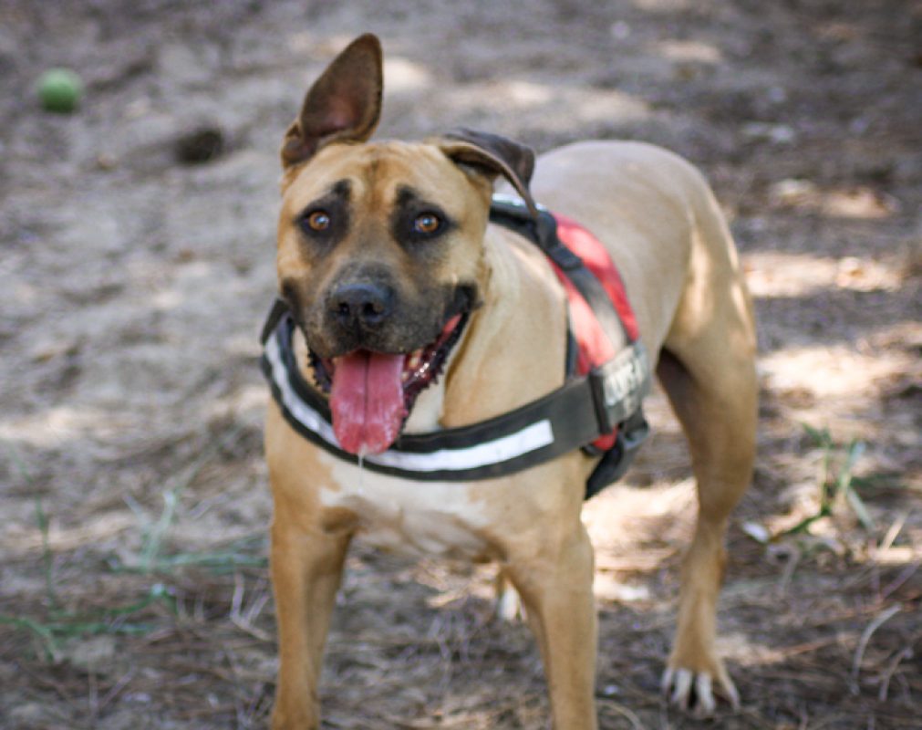 Mars - Chien Bouledogue Américain à adopter