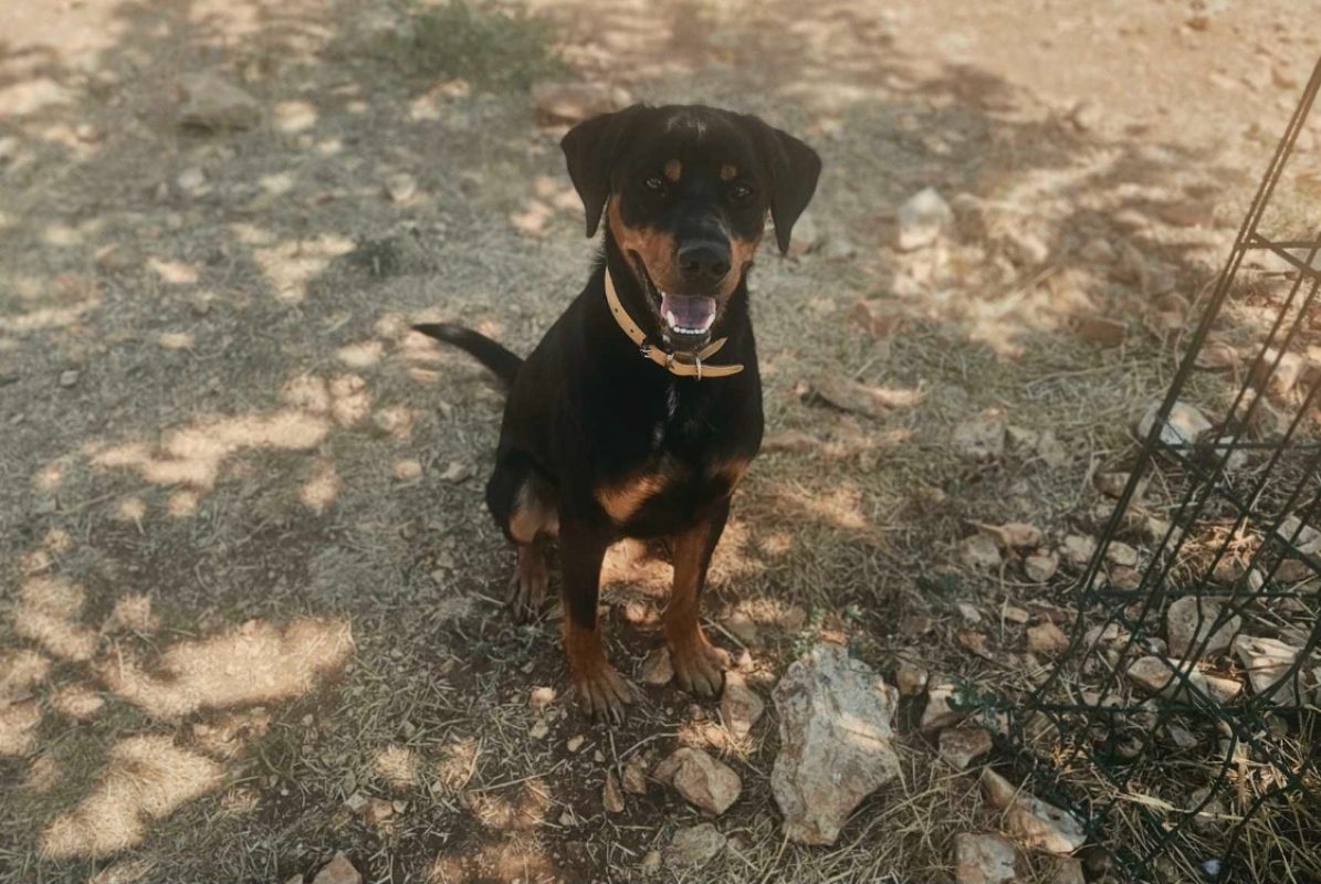 Lasco - Chien à adopter