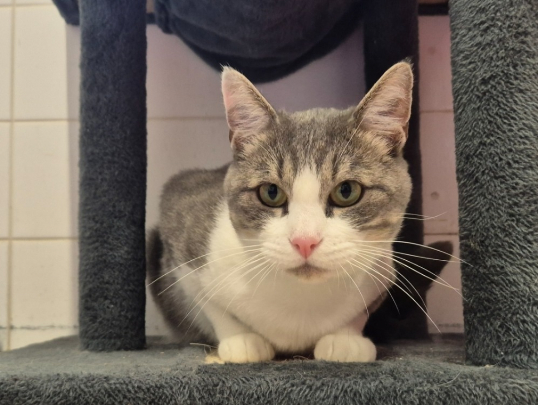 Photo #1 de Chamallow