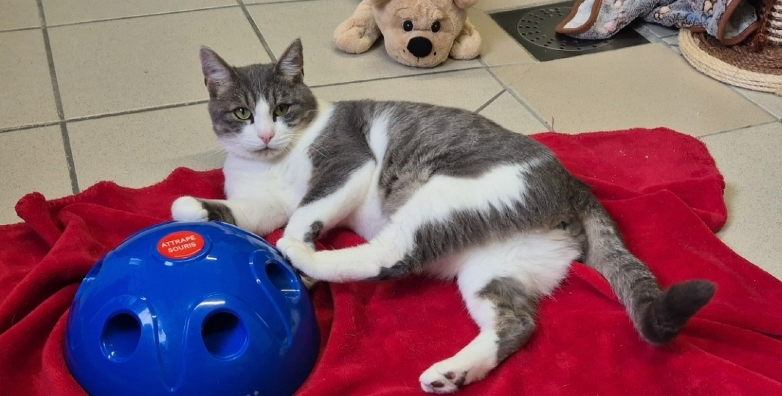 Photo #2 de Chamallow