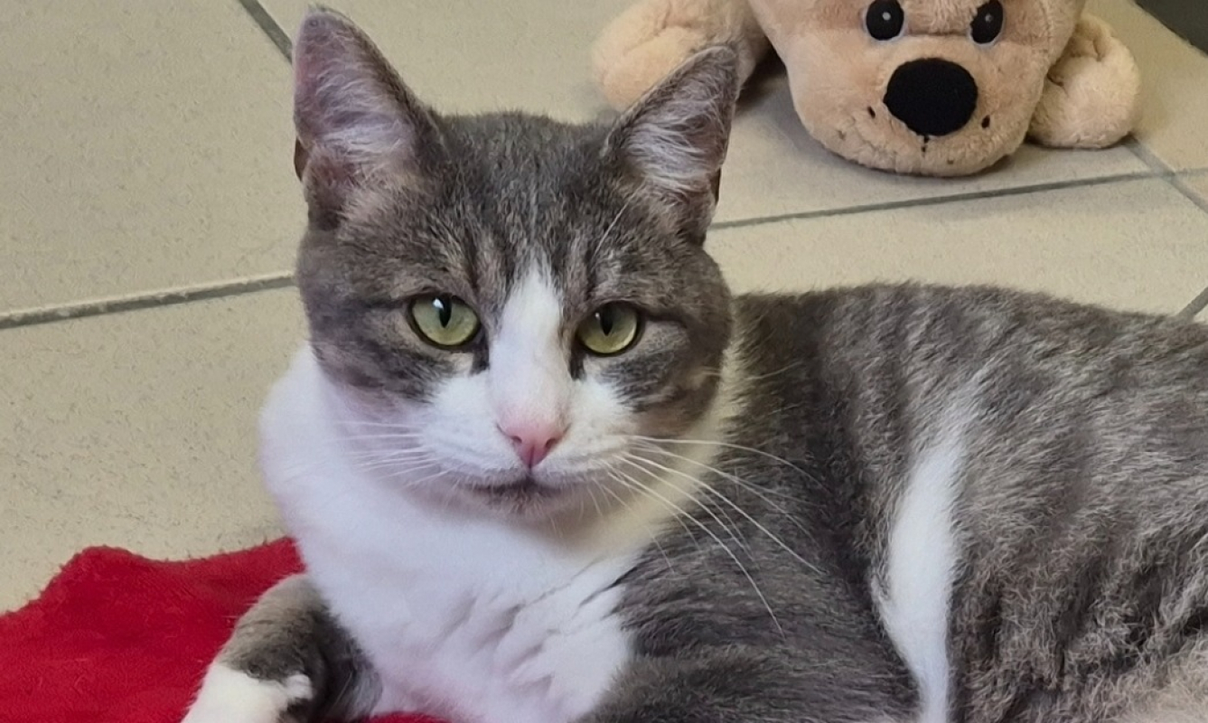 Photo #3 de Chamallow