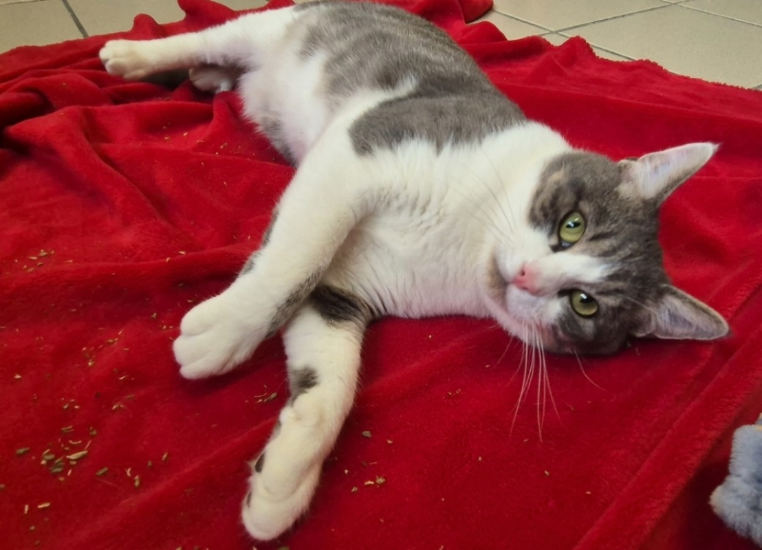 Photo #4 de Chamallow