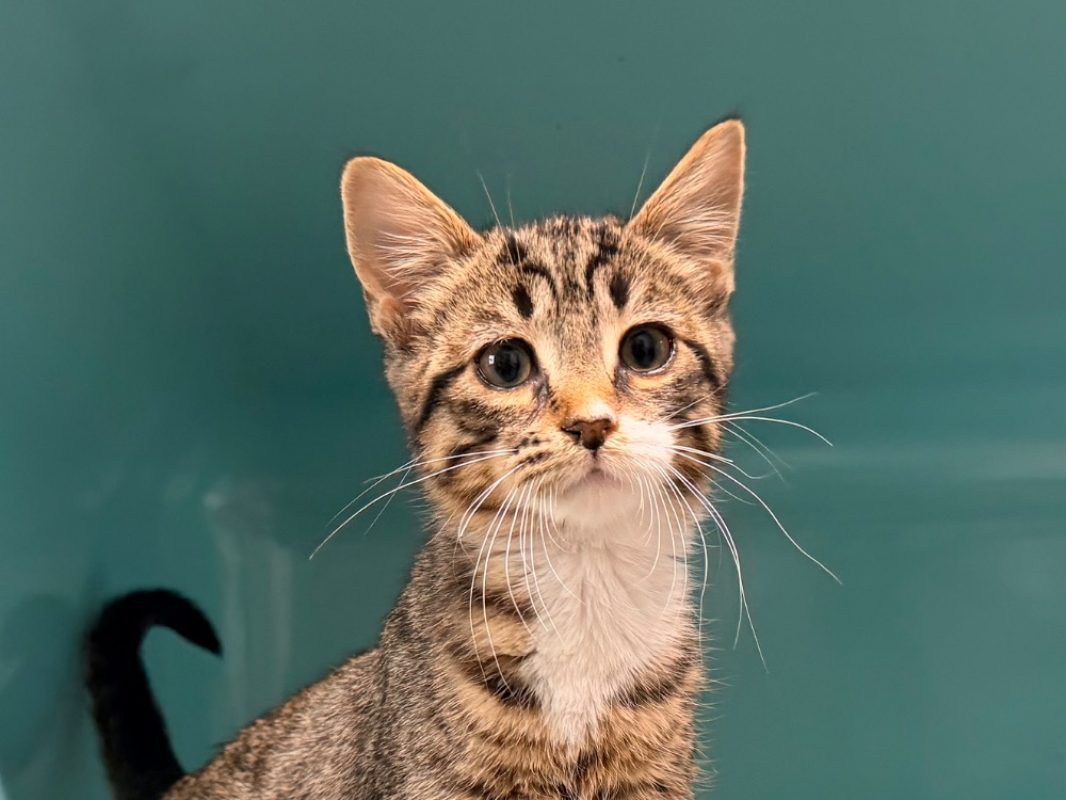 Coquin - Chat Européen à adopter - photo 2