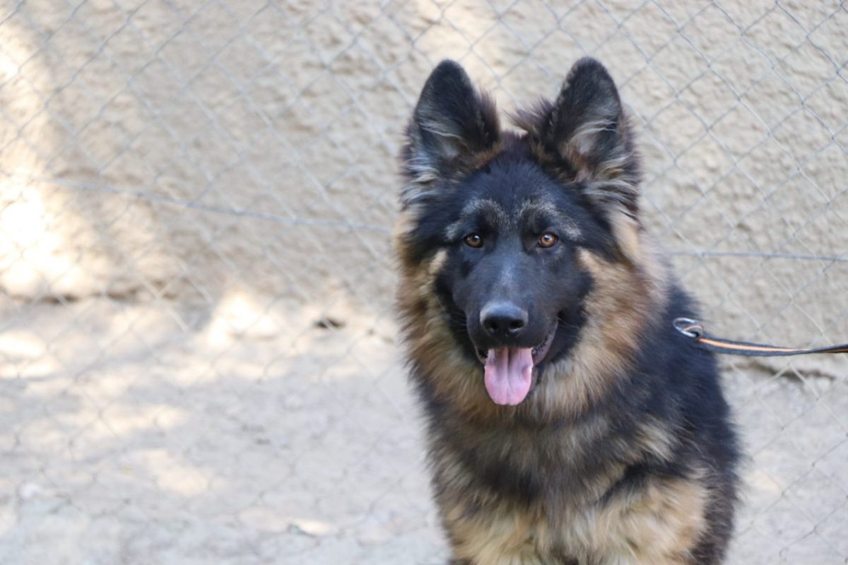Abou - Chien Berger Allemand à adopter