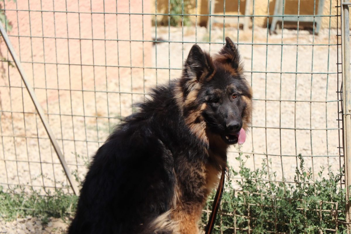 Abou - Chien Berger Allemand à adopter - photo 2