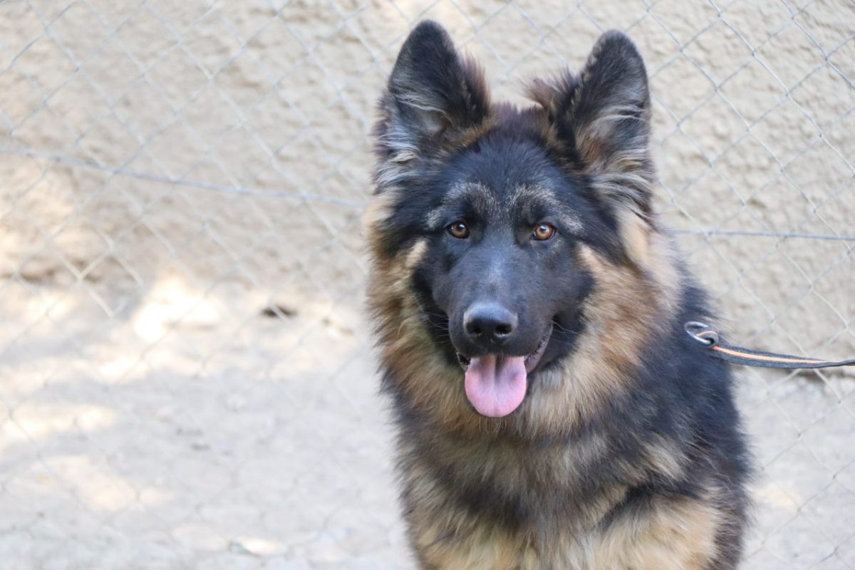 Abou - Chien Berger Allemand à adopter - photo 3