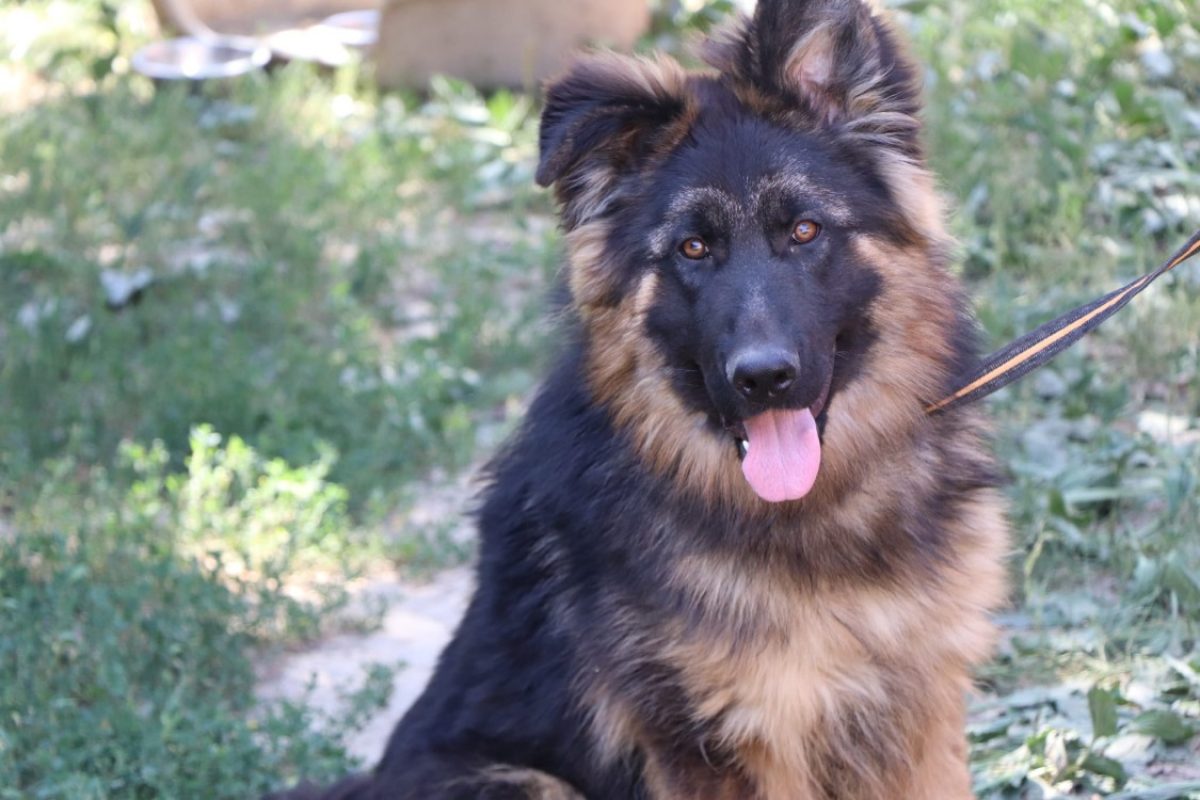 Abou - Chien Berger Allemand à adopter - photo 4