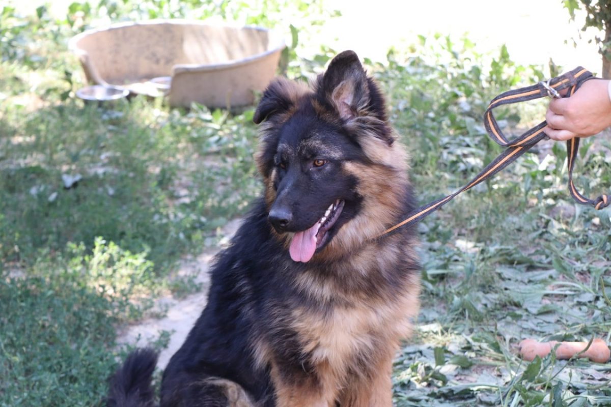 Abou - Chien Berger Allemand à adopter - photo 5