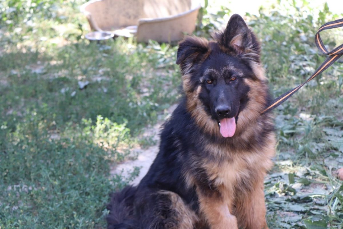 Abou - Chien Berger Allemand à adopter - photo 6