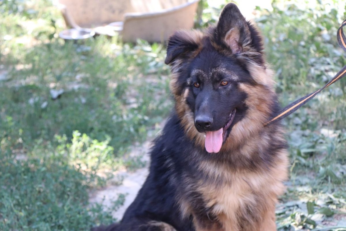 Abou - Chien Berger Allemand à adopter - photo 7