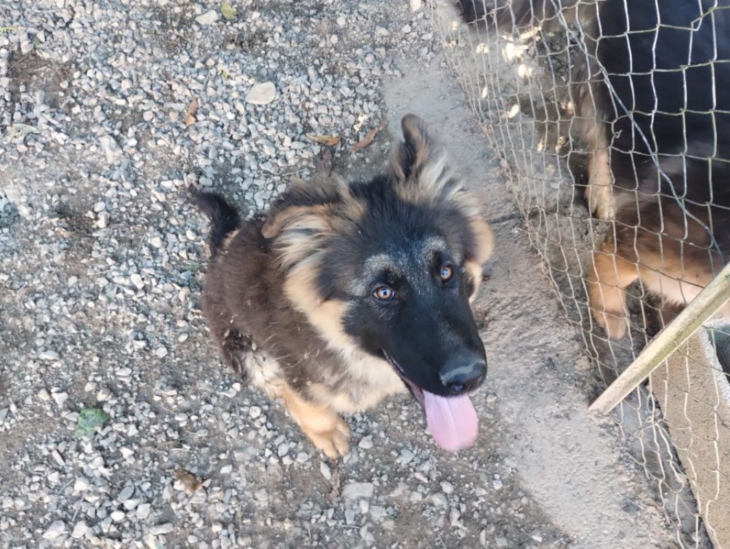 Abou - Chien Berger Allemand à adopter - photo 8