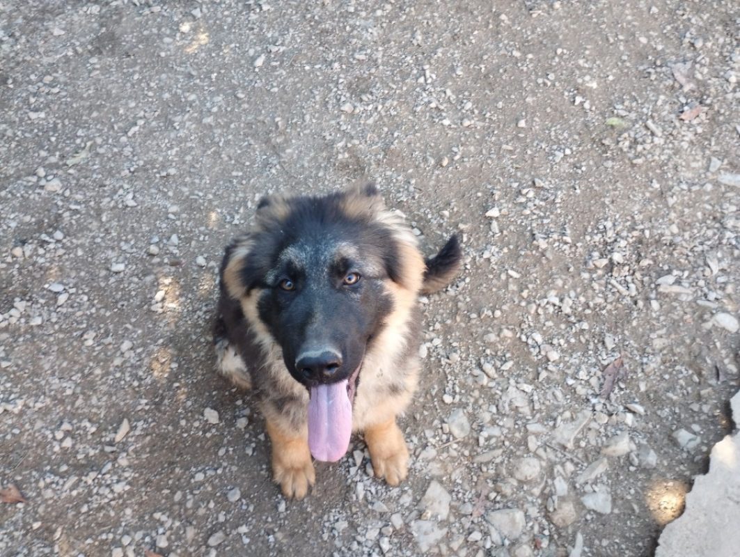 Abou - Chien Berger Allemand à adopter - photo 9