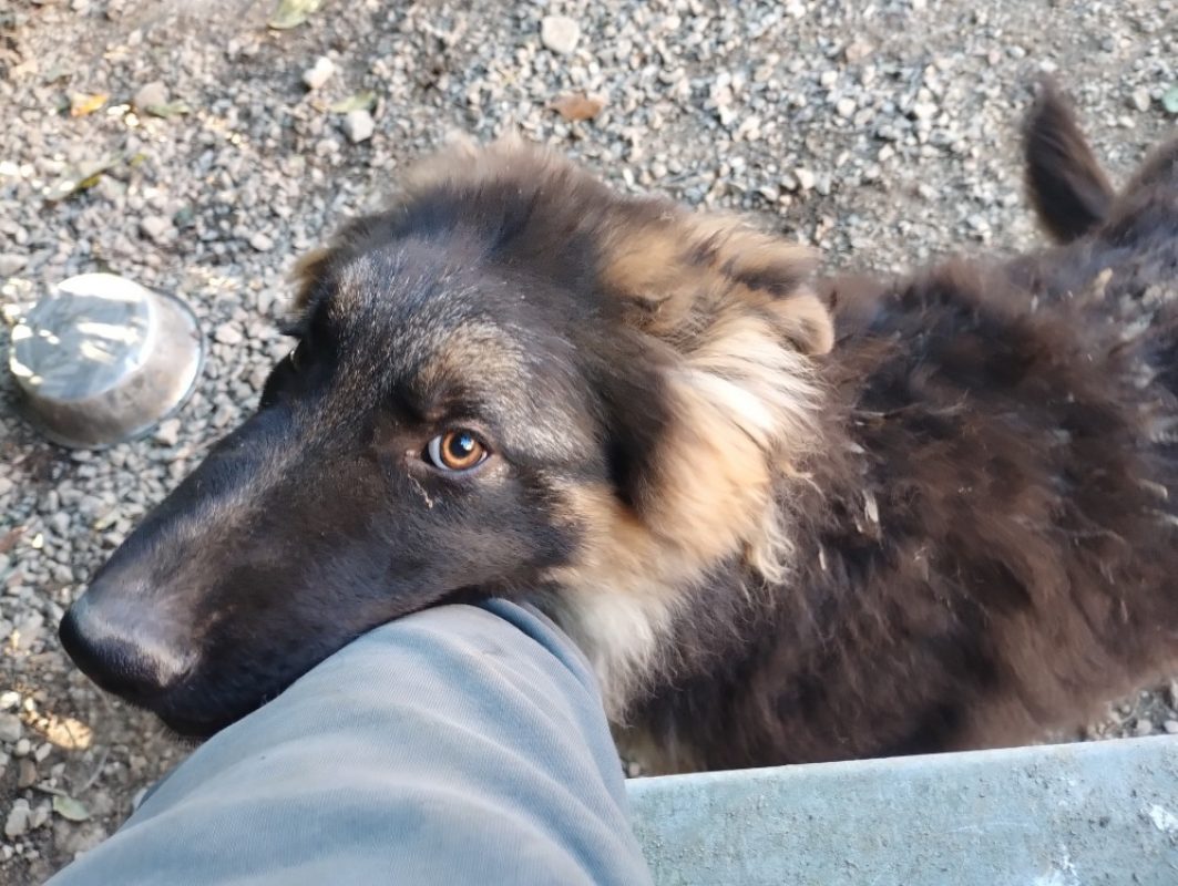 Abou - Chien Berger Allemand à adopter - photo 10