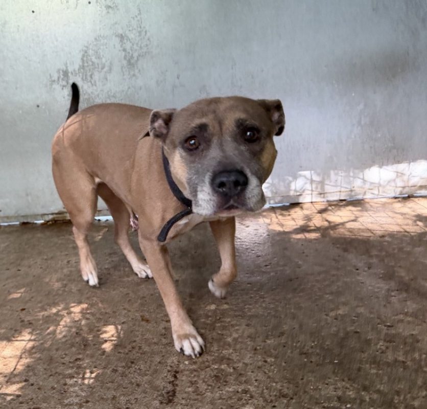 Osiris - Chien à adopter