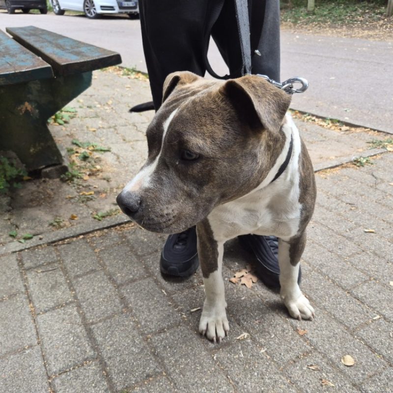 Booba - Chien à adopter