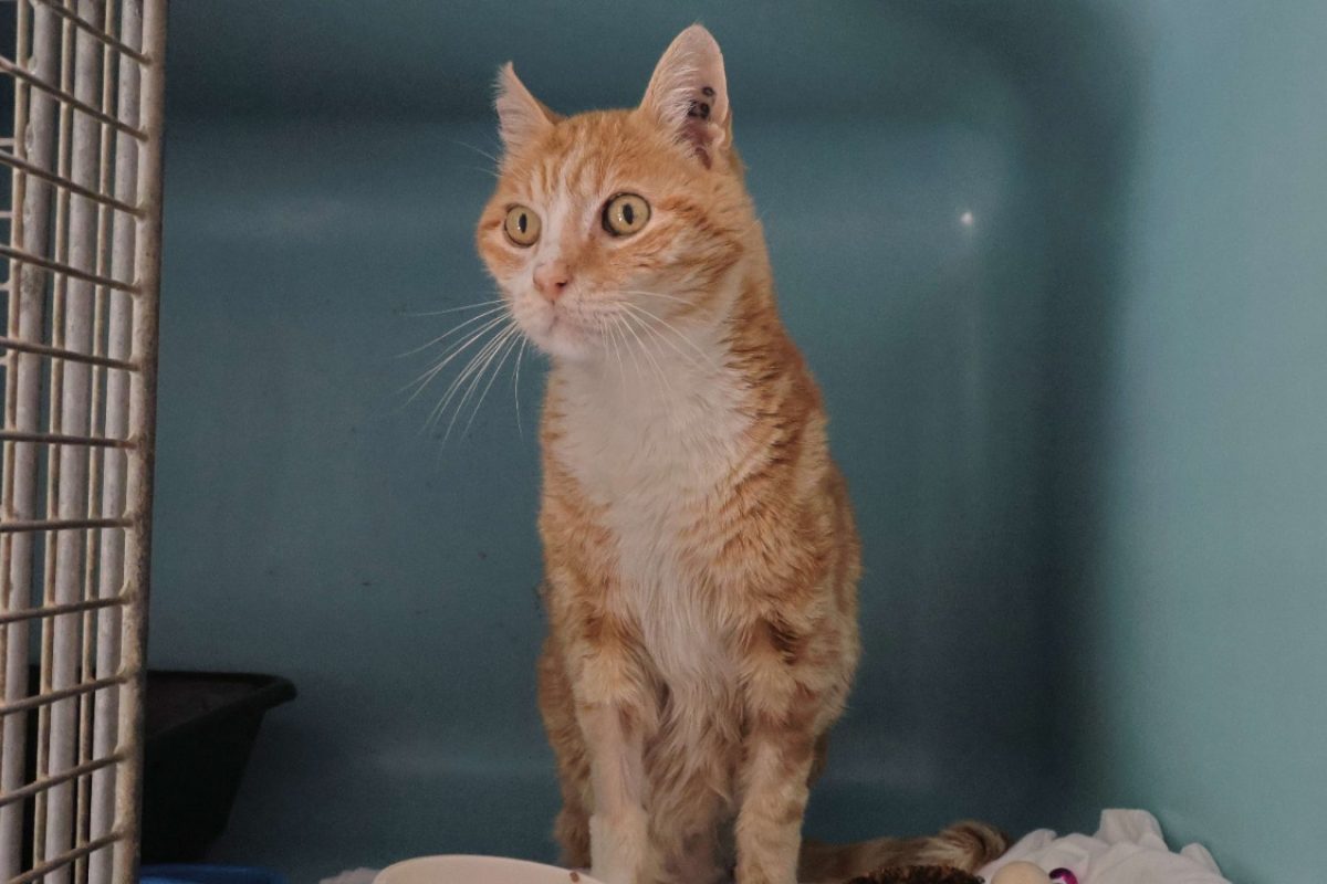 Khéops réservé - Chat Européen à adopter