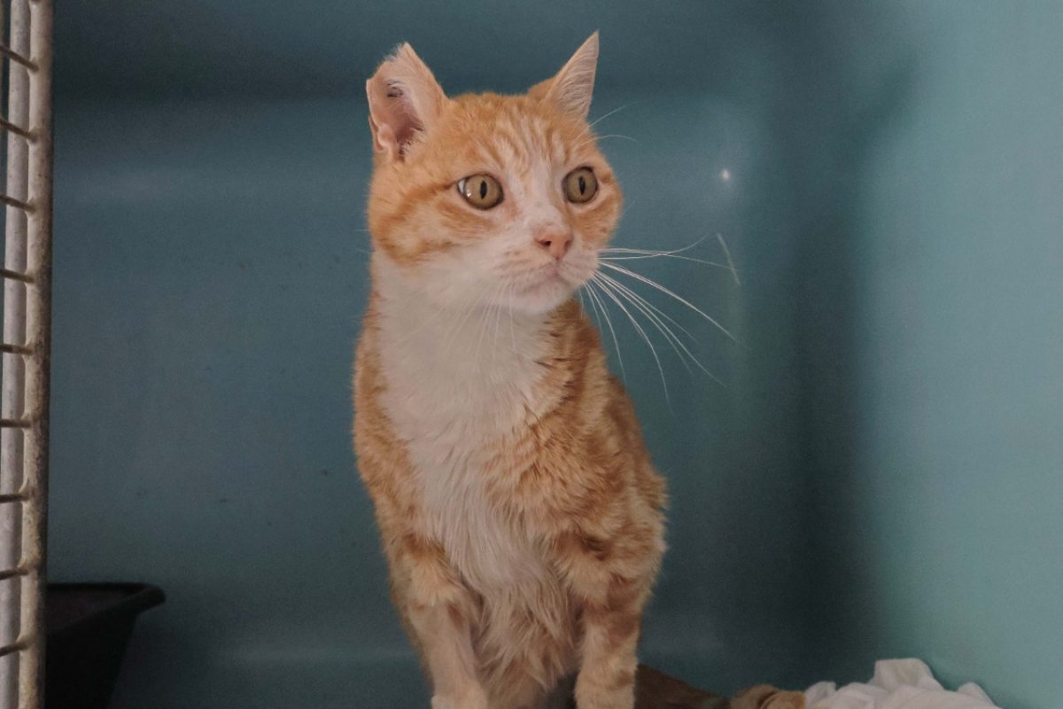 Khéops réservé - Chat Européen à adopter - photo 2