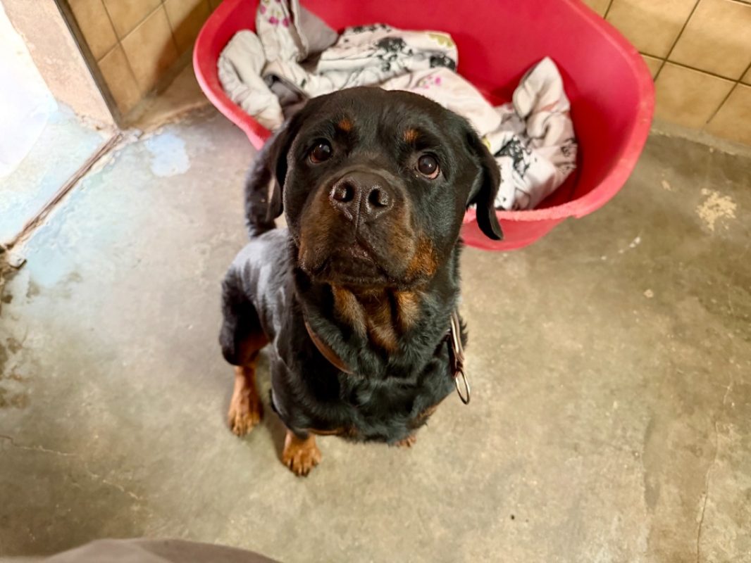 Stitch - Chien Rottweiler à adopter