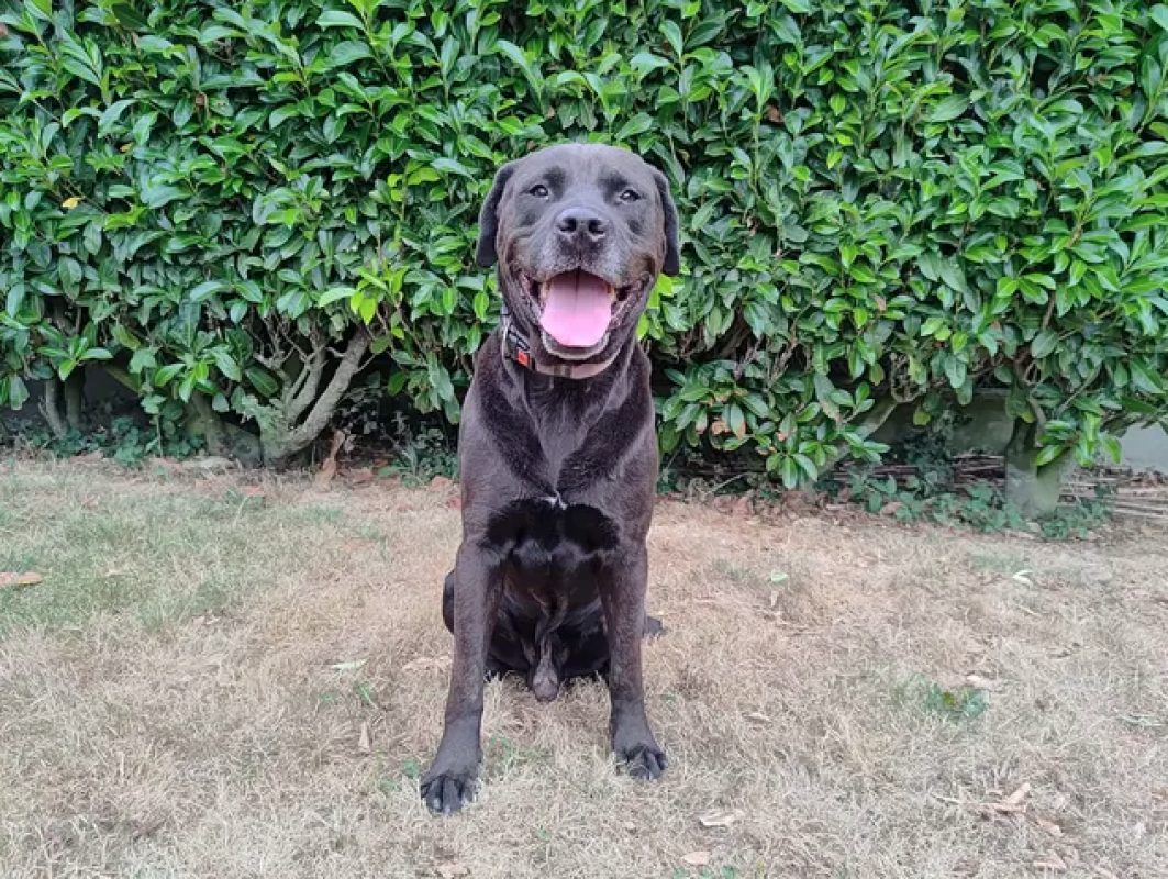 Guizmo - Chien à adopter