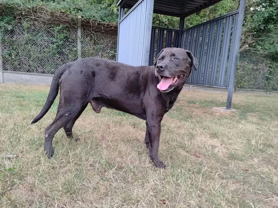 Guizmo - Chien à adopter - photo 2