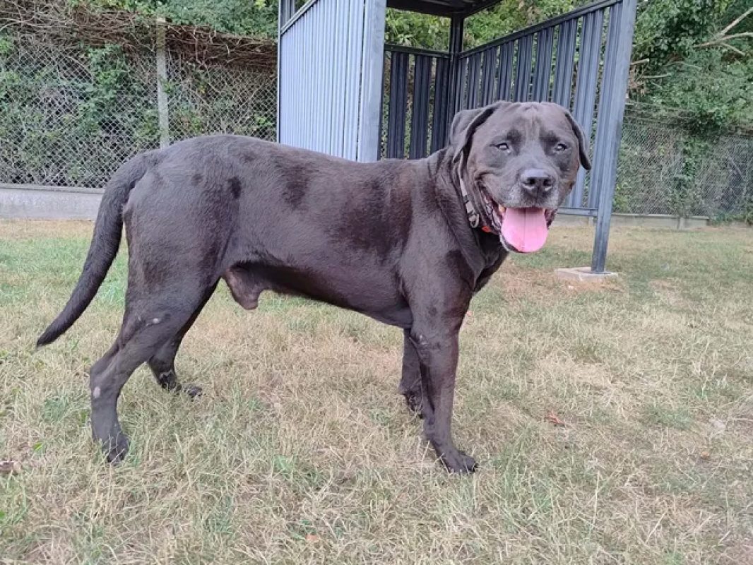 Guizmo - Chien à adopter - photo 3