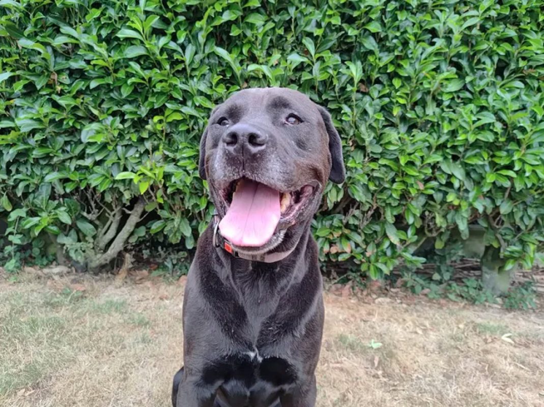 Guizmo - Chien à adopter - photo 4