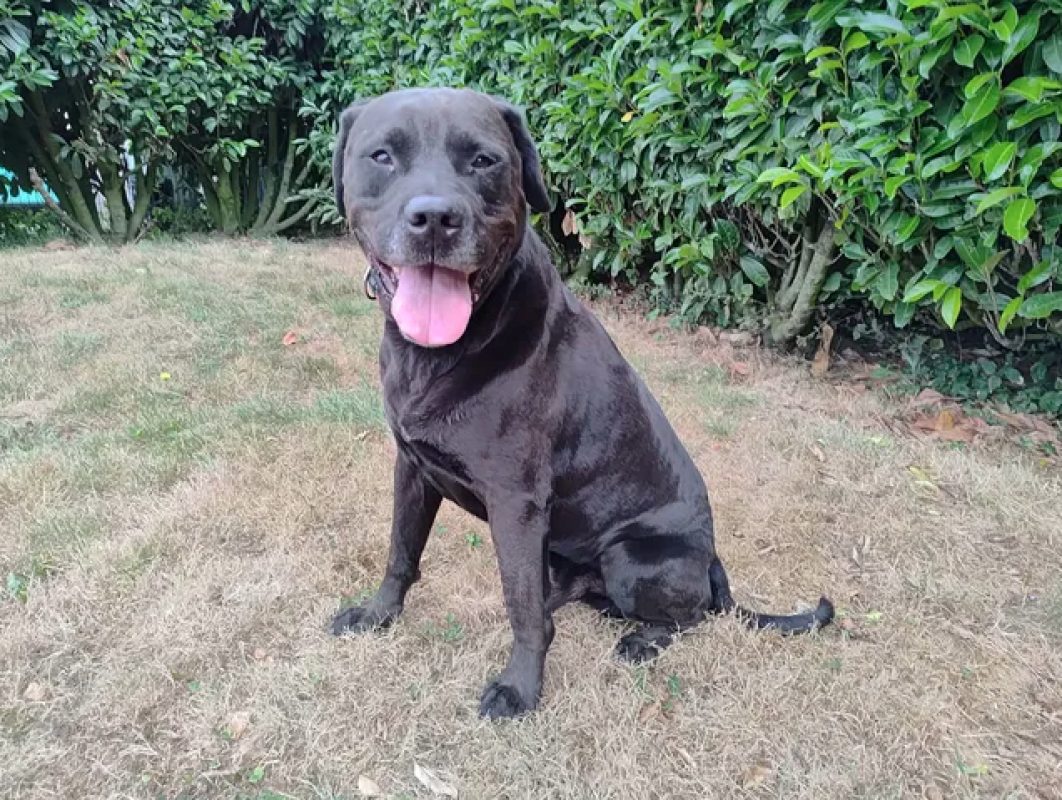 Guizmo - Chien à adopter - photo 5
