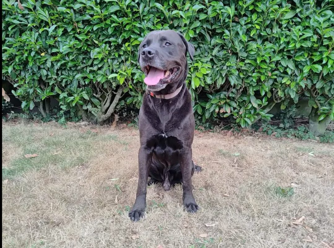 Guizmo - Chien à adopter - photo 6