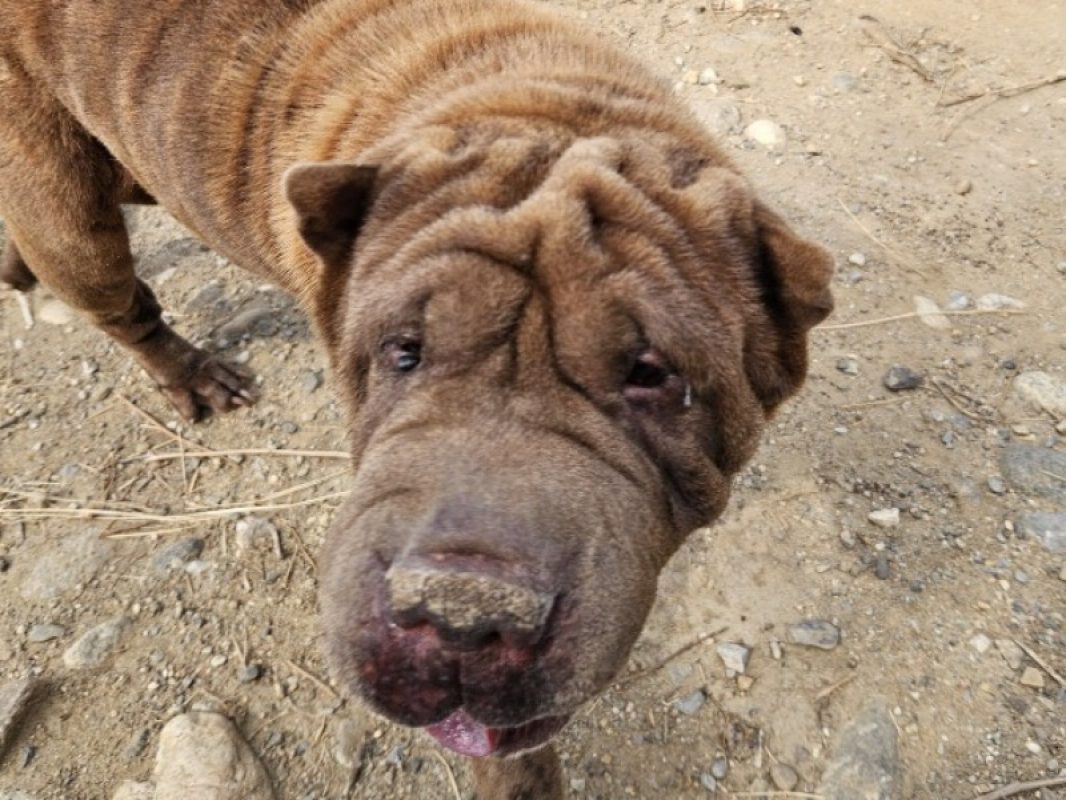 Nikita - Chien à adopter