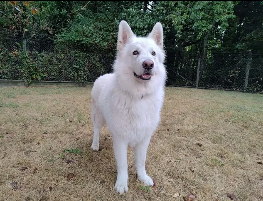 Rio - Chien Berger Blanc Suisse à adopter