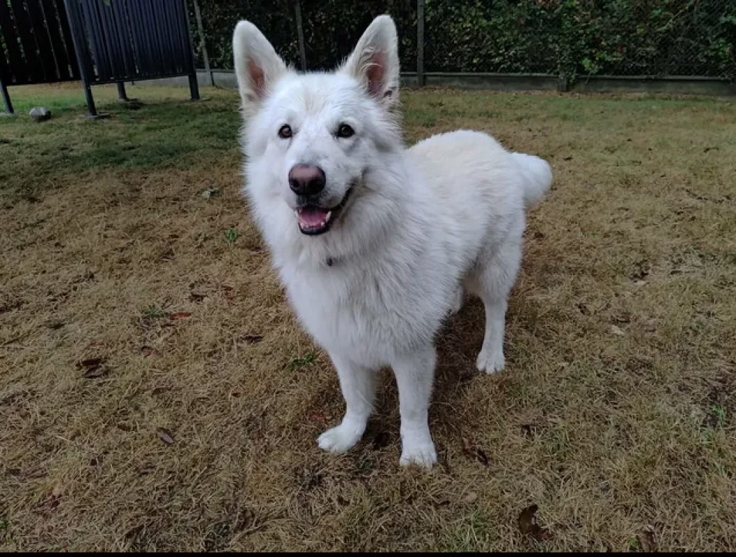 Rio - Chien Berger Blanc Suisse à adopter - photo 2