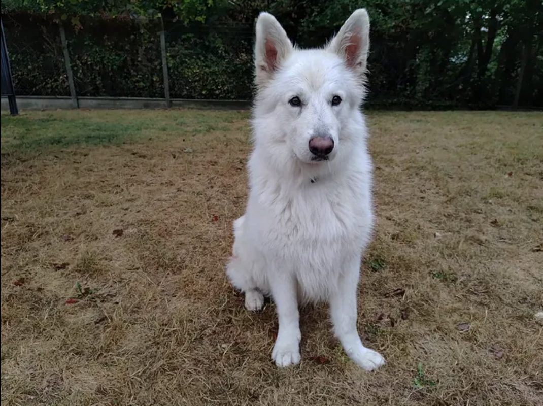 Rio - Chien Berger Blanc Suisse à adopter - photo 3