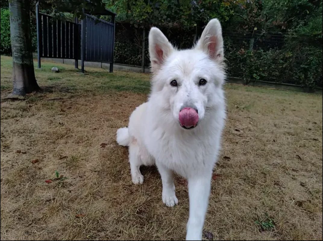Rio - Chien Berger Blanc Suisse à adopter - photo 4