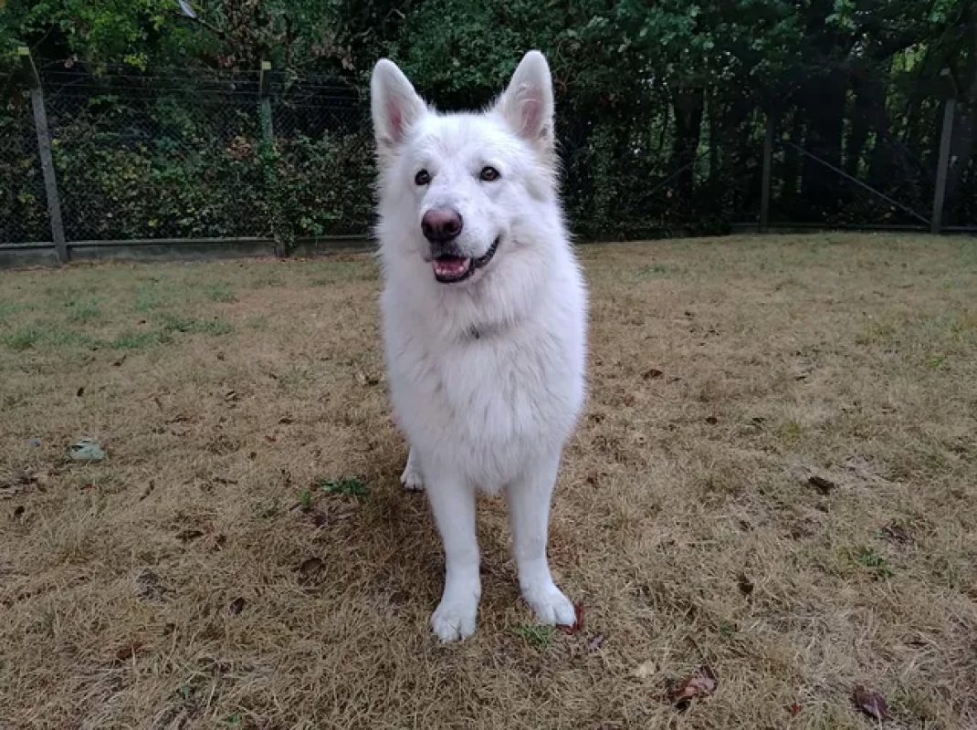 Rio - Chien Berger Blanc Suisse à adopter - photo 5