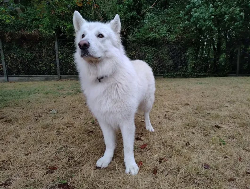 Rio - Chien Berger Blanc Suisse à adopter - photo 6
