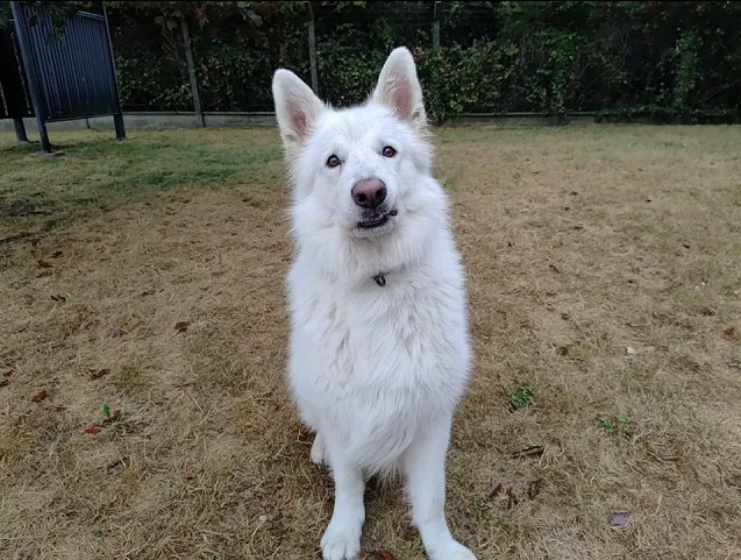Rio - Chien Berger Blanc Suisse à adopter - photo 7