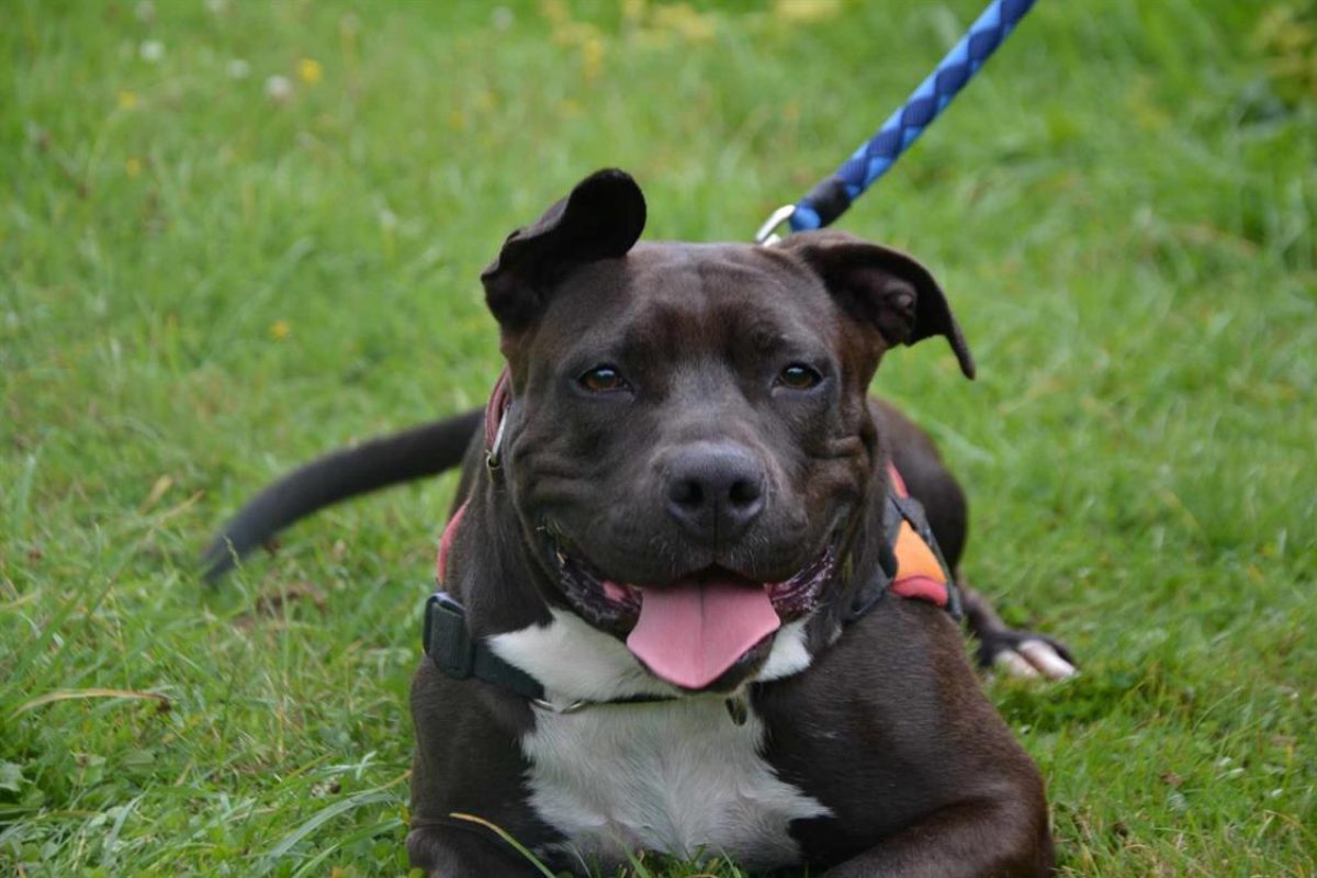 Sia - Chien à adopter - photo 2
