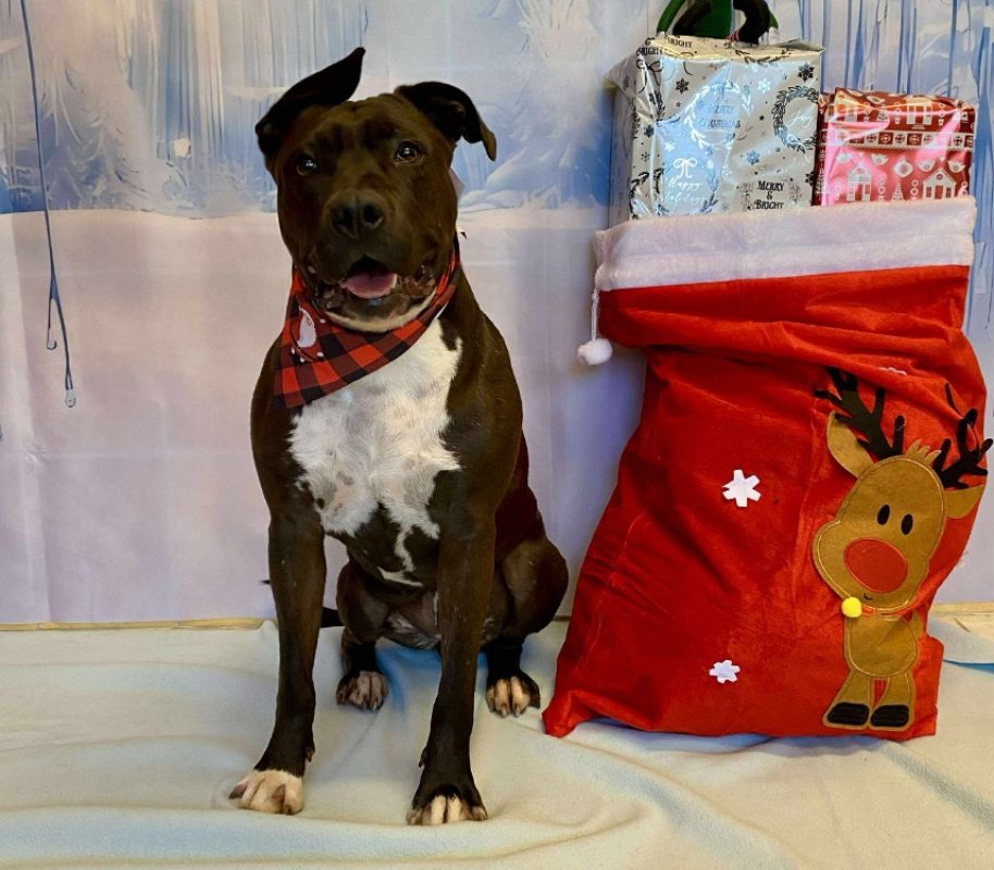 Sia - Chien à adopter - photo 3