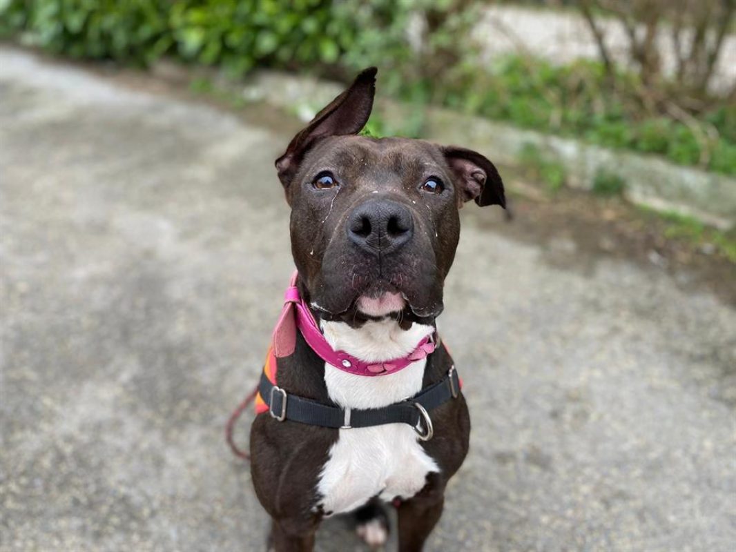 Sia - Chien à adopter - photo 4